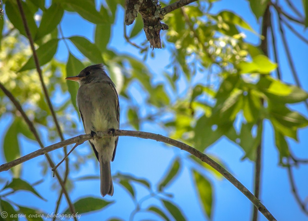 Greater Pewee - ML26572111