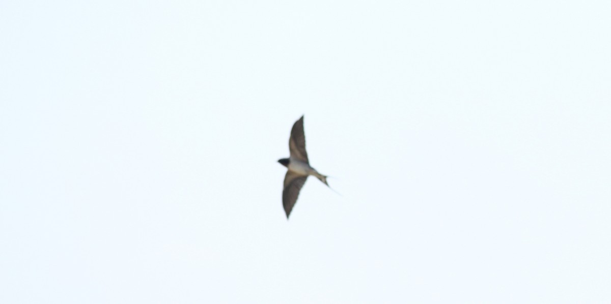 Barn Swallow - ML26572771