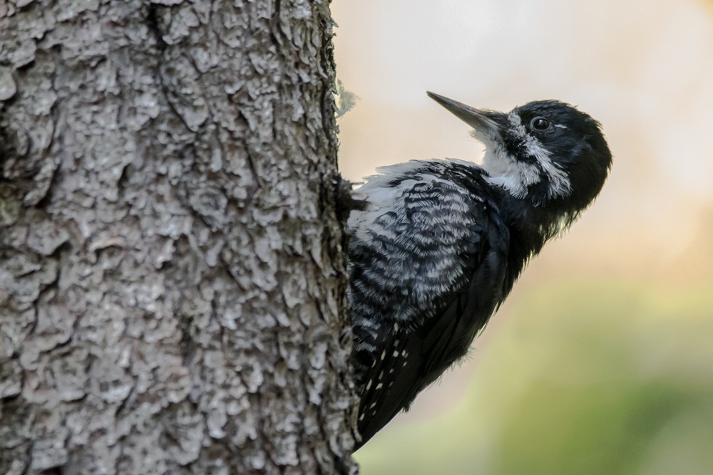 Black-backed Woodpecker - ML265730031