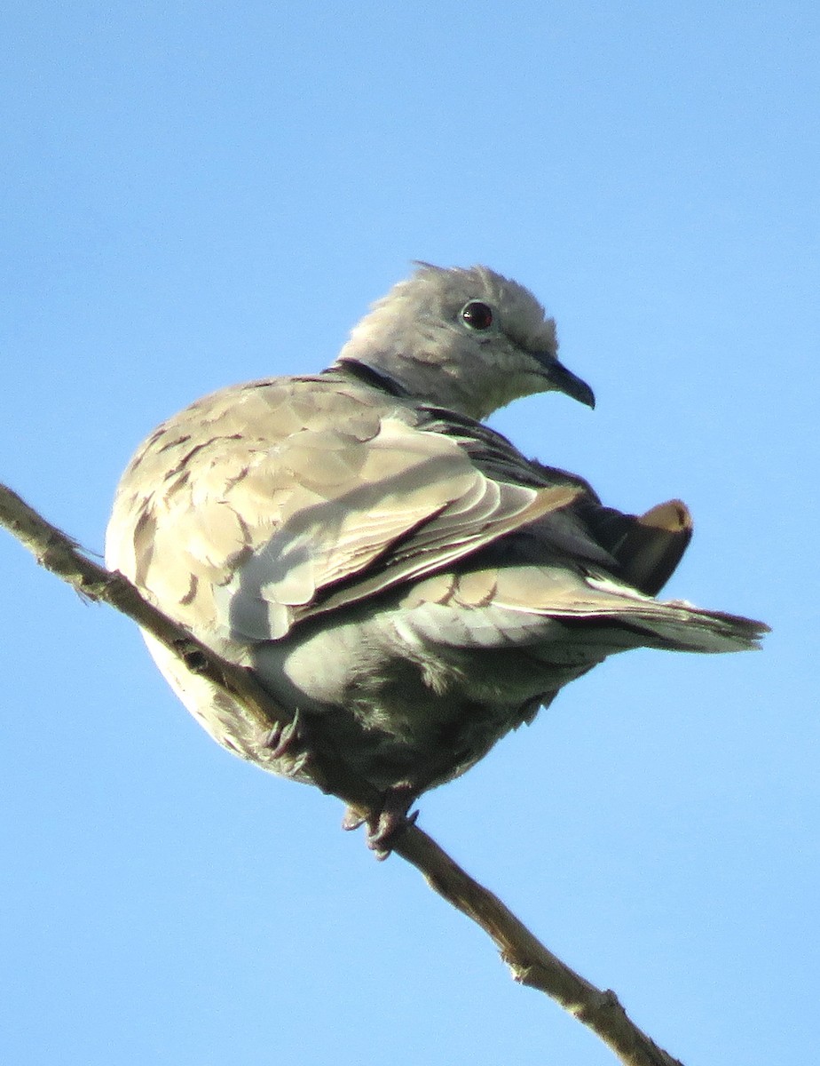 Eurasian Collared-Dove - ML265739251