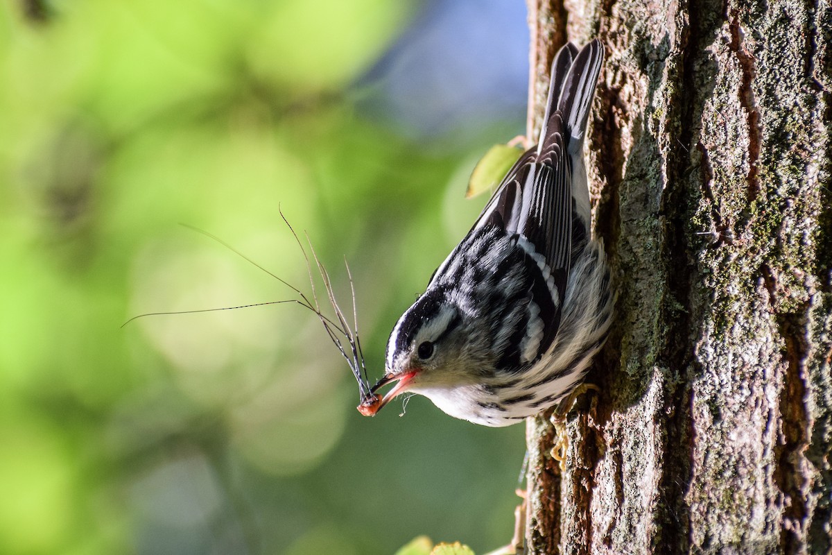 Black-and-white Warbler - Mitchell Goldfarb