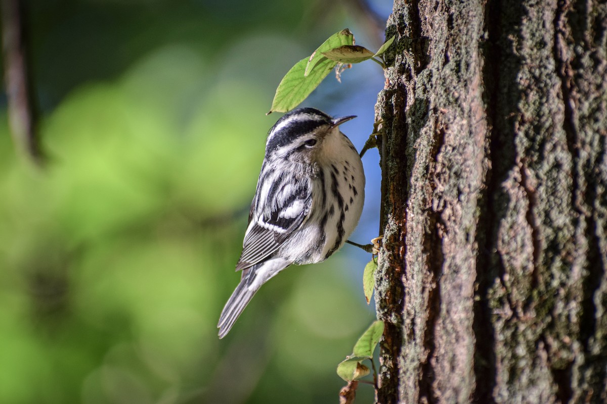 Black-and-white Warbler - ML265739671