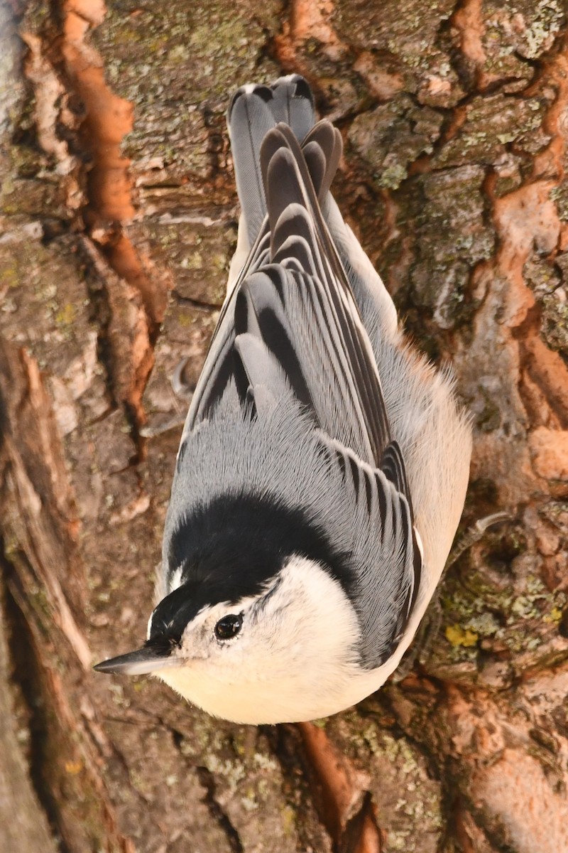 White-breasted Nuthatch - ML265746461