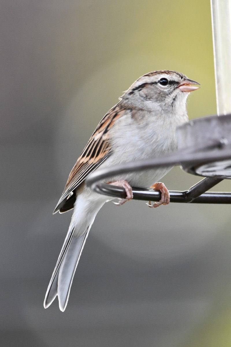 Chipping Sparrow - ML265746651