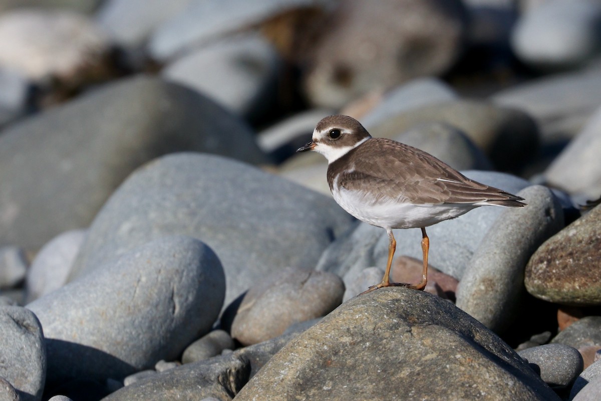 Semipalmated Plover - ML265748611