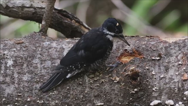 Black-backed Woodpecker - ML265760471