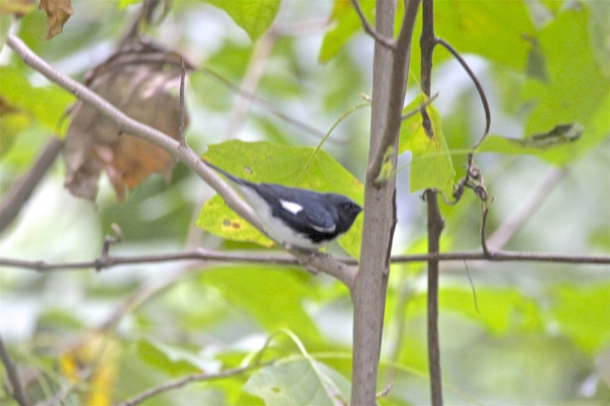 Black-throated Blue Warbler - ML265764351