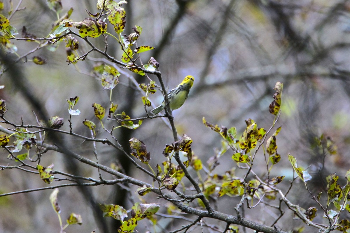 Black-throated Green Warbler - ML265764461