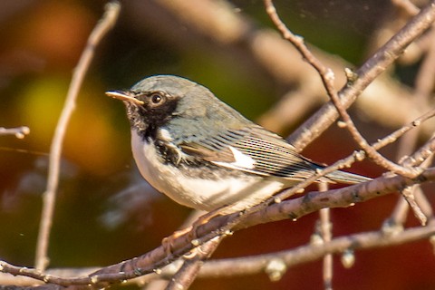 Black-throated Blue Warbler - eBird