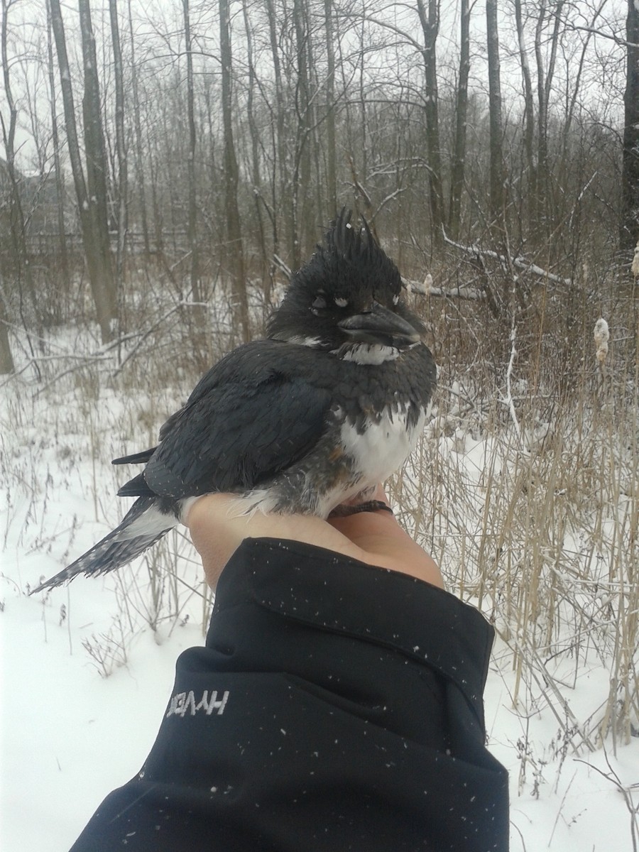 Belted Kingfisher - ML26577891
