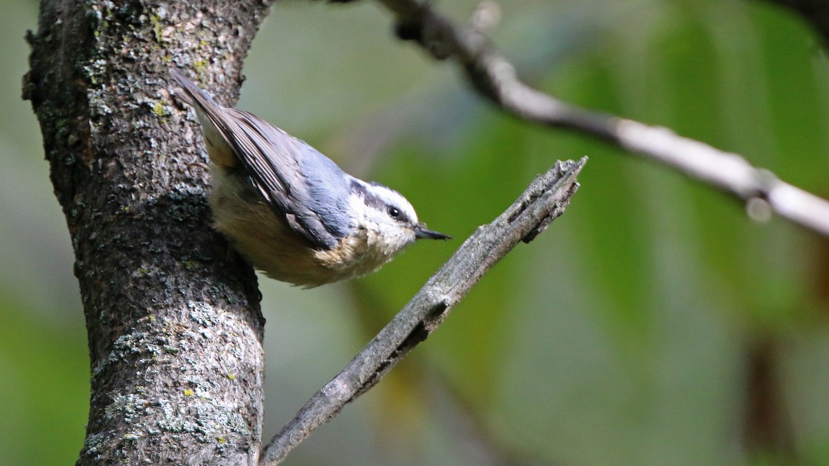 Red-breasted Nuthatch - ML265779331