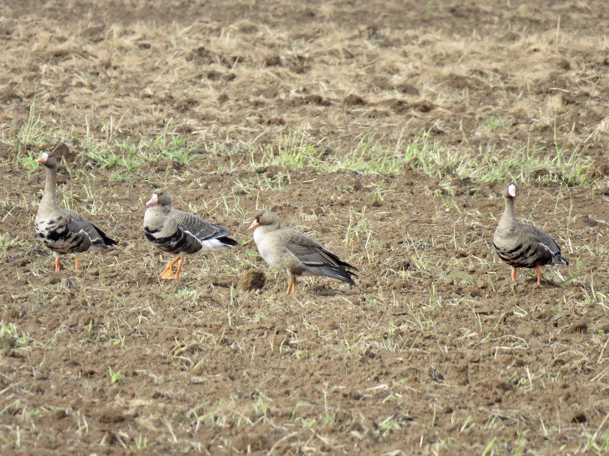 Greater White-fronted Goose - ML265785691