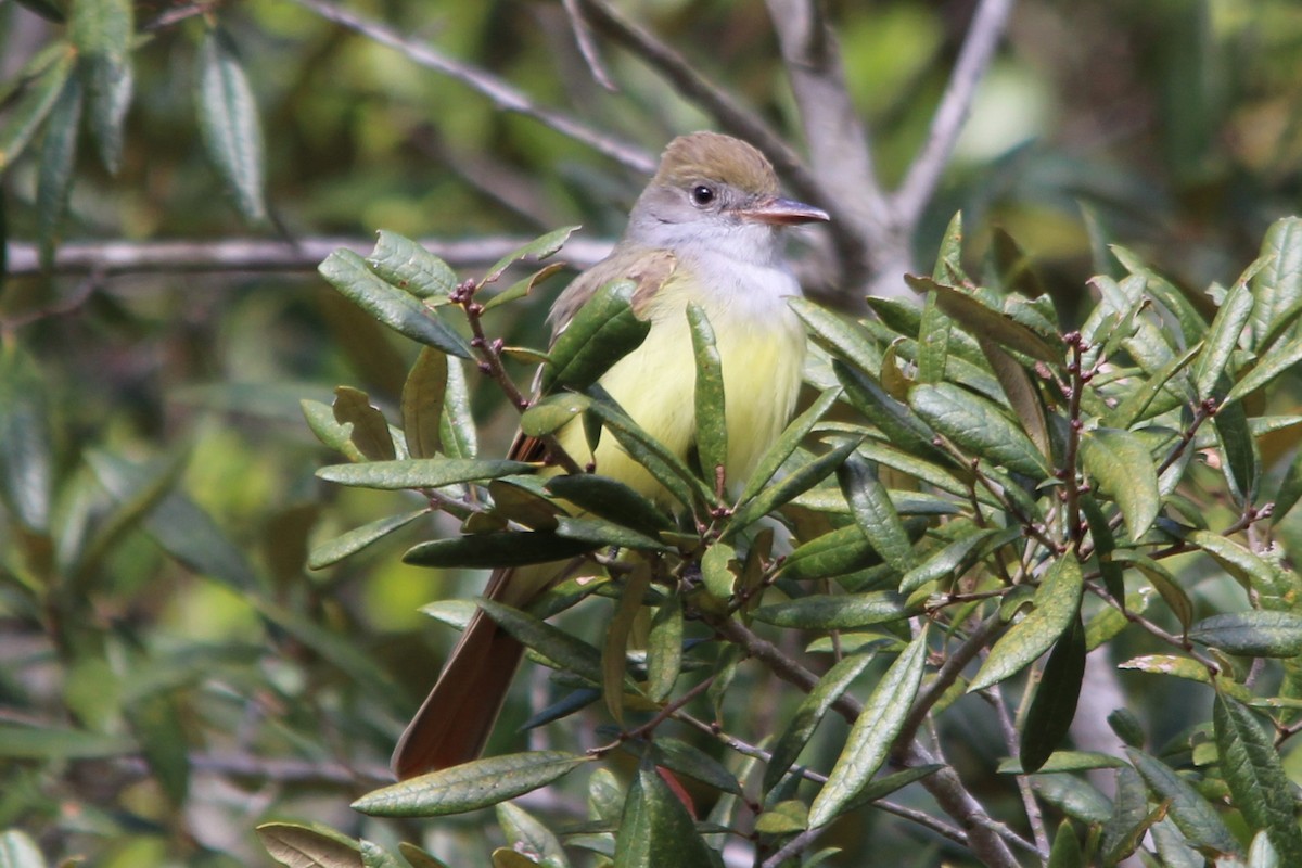 Great Crested Flycatcher - ML26578631