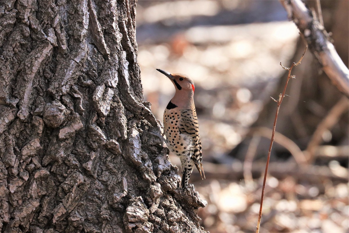 Northern Flicker (Yellow-shafted) - ML265787011