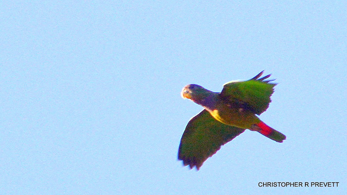 Scaly-headed Parrot - ML26579001