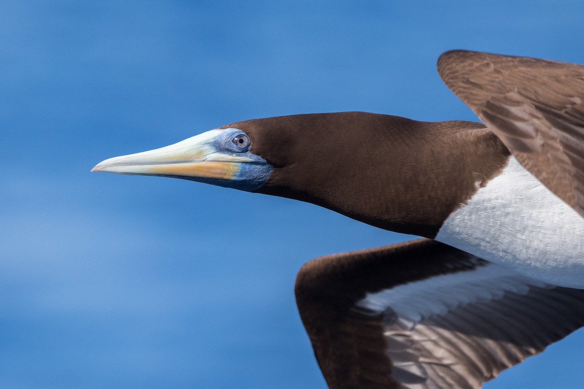 Brown Booby (Forster's) - ML265791501