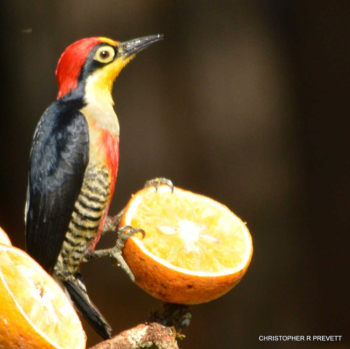 Yellow-fronted Woodpecker - ML26579341