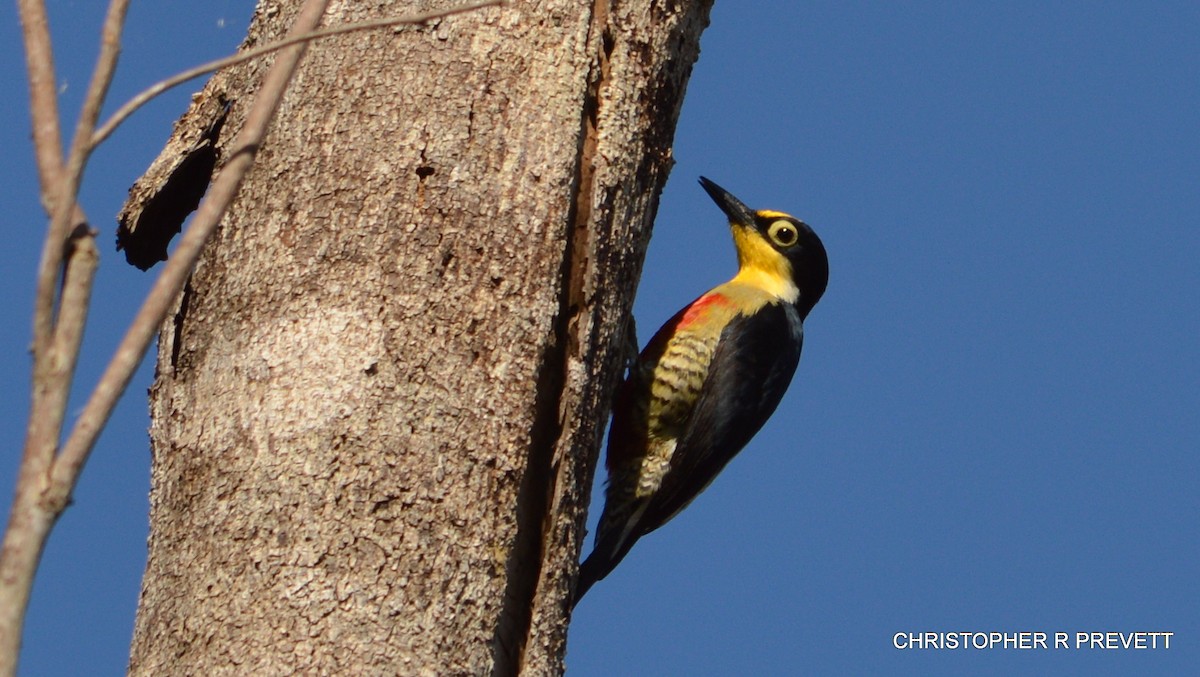 Yellow-fronted Woodpecker - ML26579351