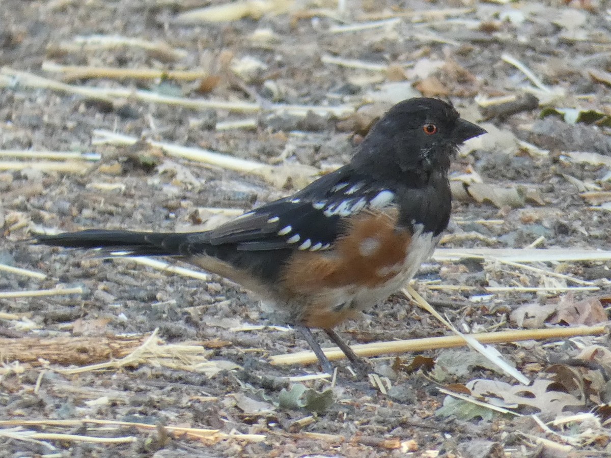 Spotted Towhee - ML265796021