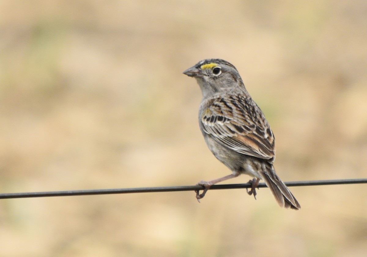 Grassland Sparrow - federico nagel