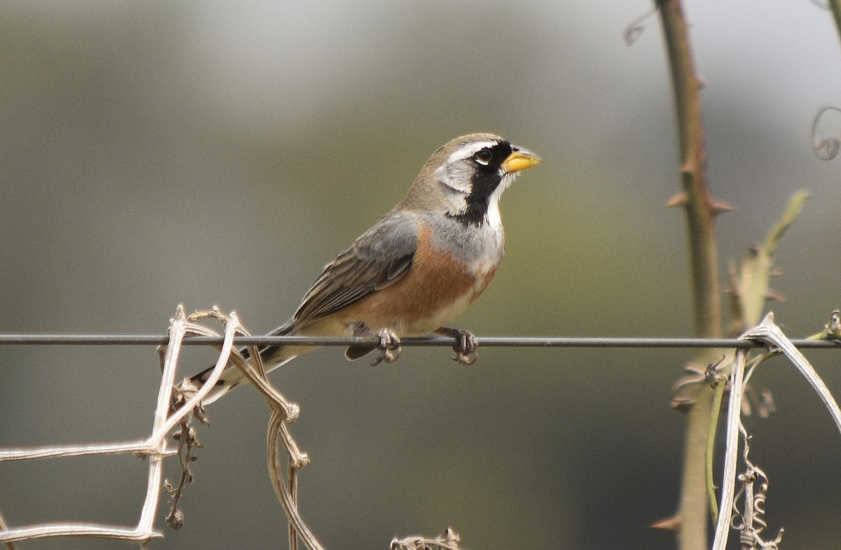 Many-colored Chaco Finch - ML265801081