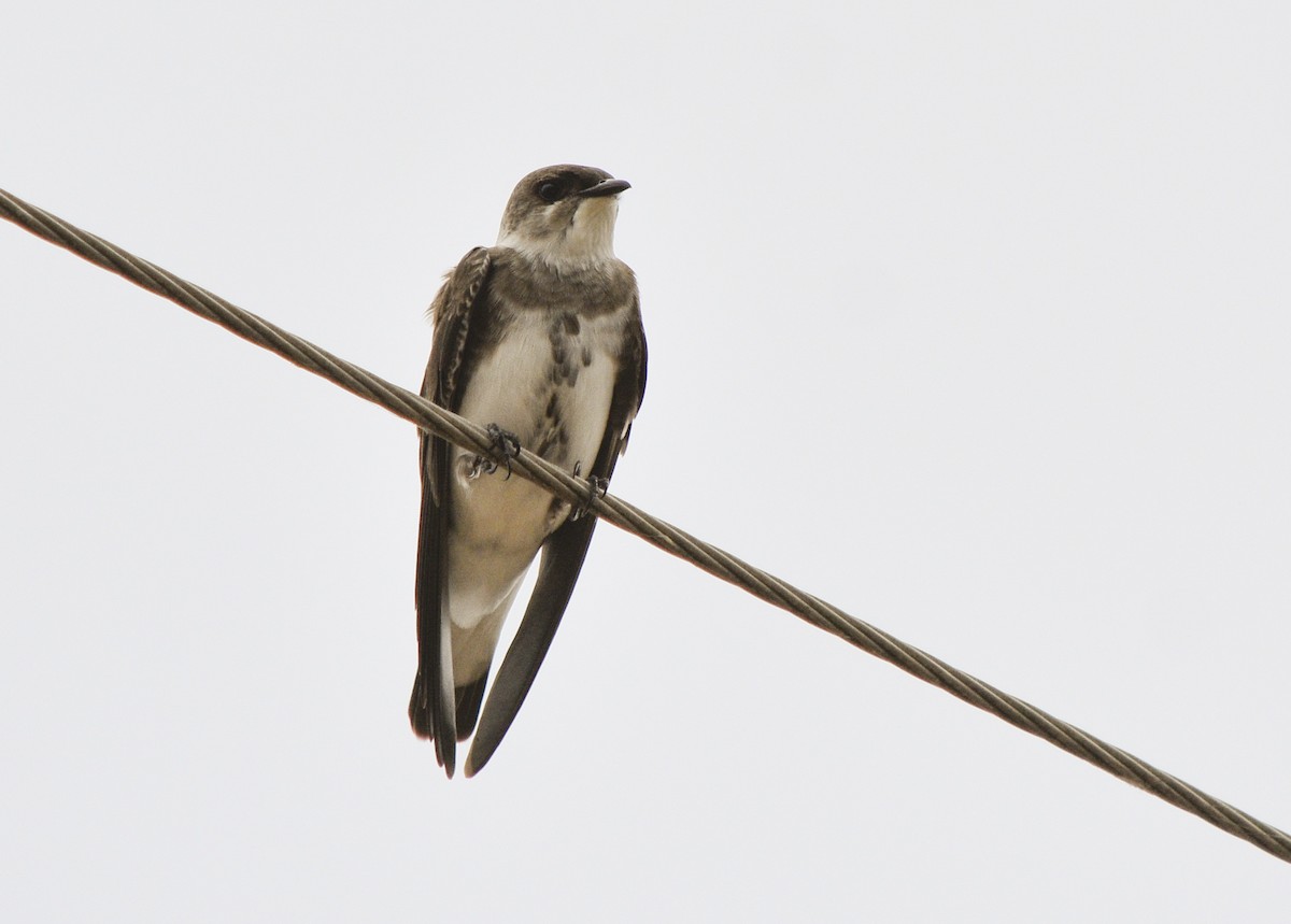 Brown-chested Martin - ML265802321