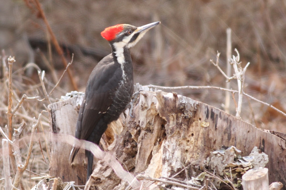 Pileated Woodpecker - ML26581691