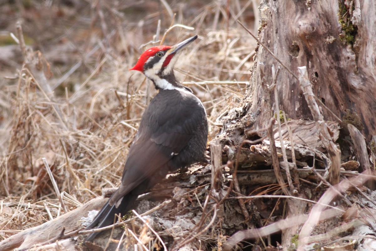 Pileated Woodpecker - Margaret Viens