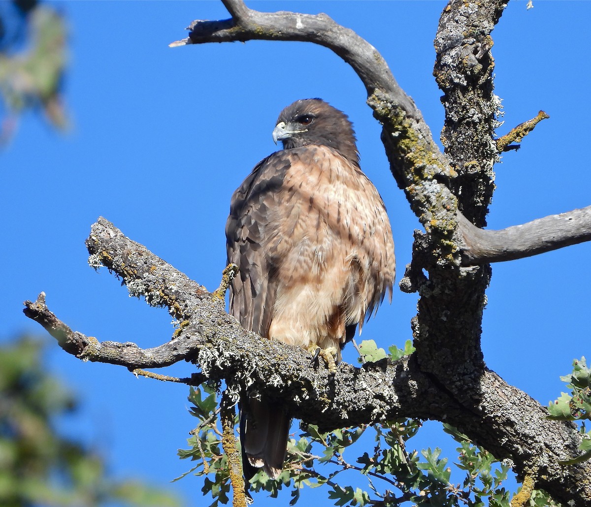 Red-tailed Hawk - ML265829411