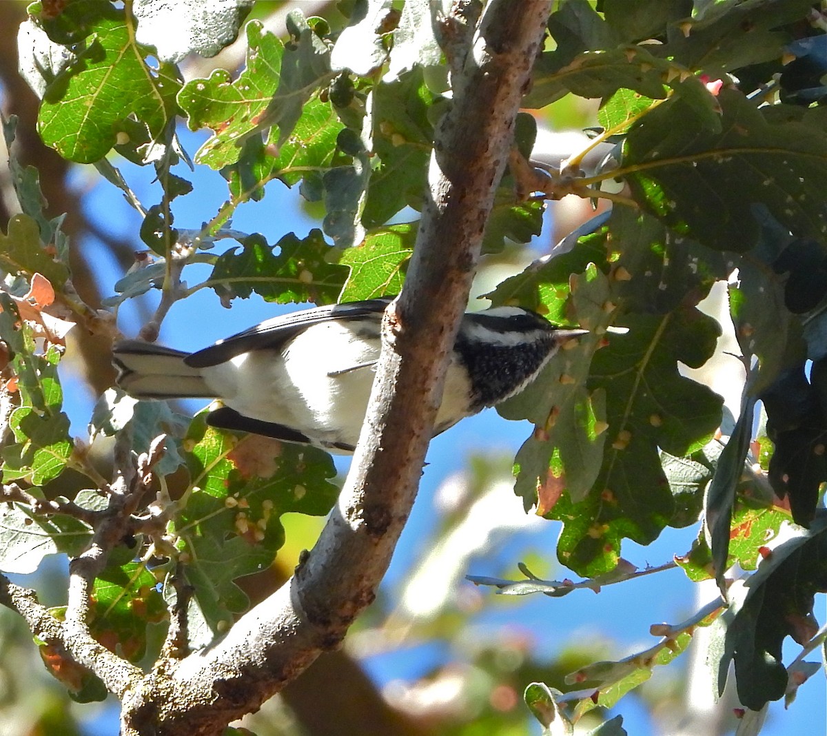 Black-throated Gray Warbler - Pair of Wing-Nuts
