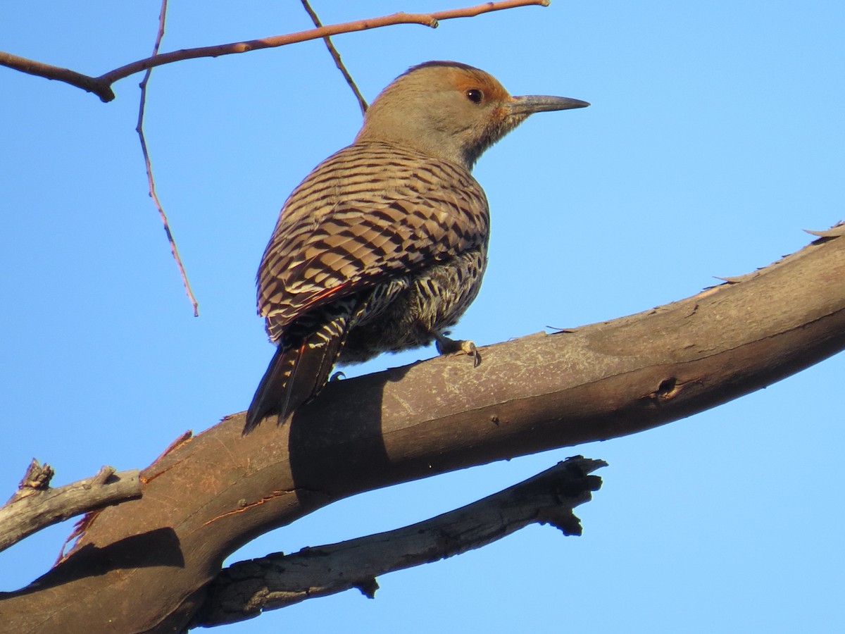 Northern Flicker (Red-shafted) - James Maley