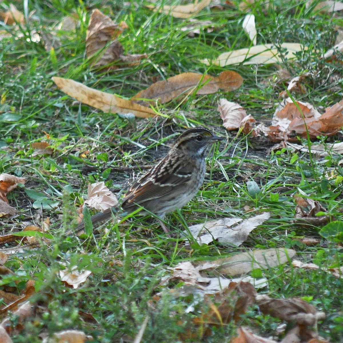 White-throated Sparrow - ML265831931