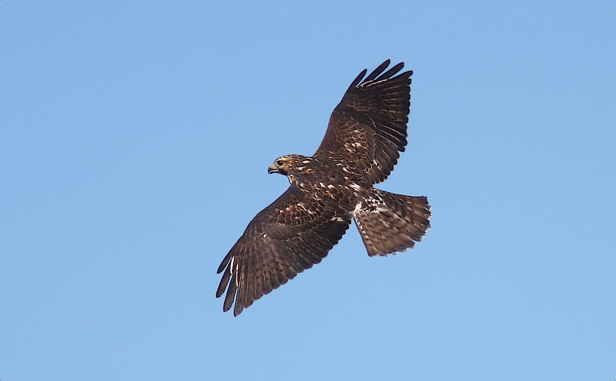 Broad-winged Hawk - ML265835041