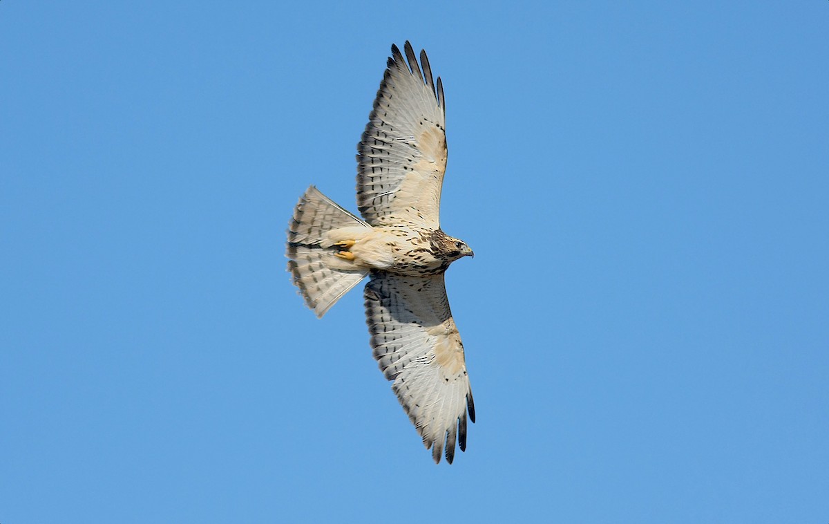 Broad-winged Hawk - Jerry Liguori