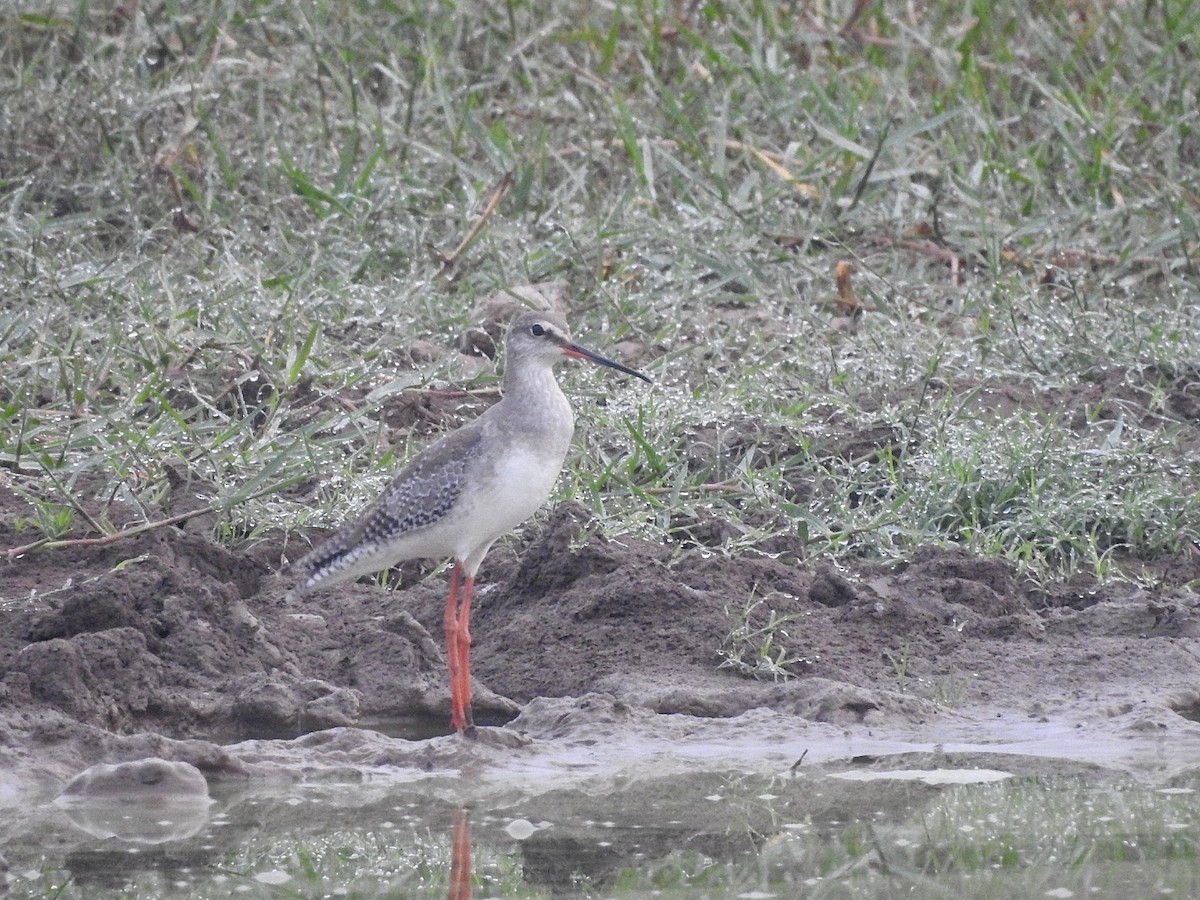 Spotted Redshank - ML265837001