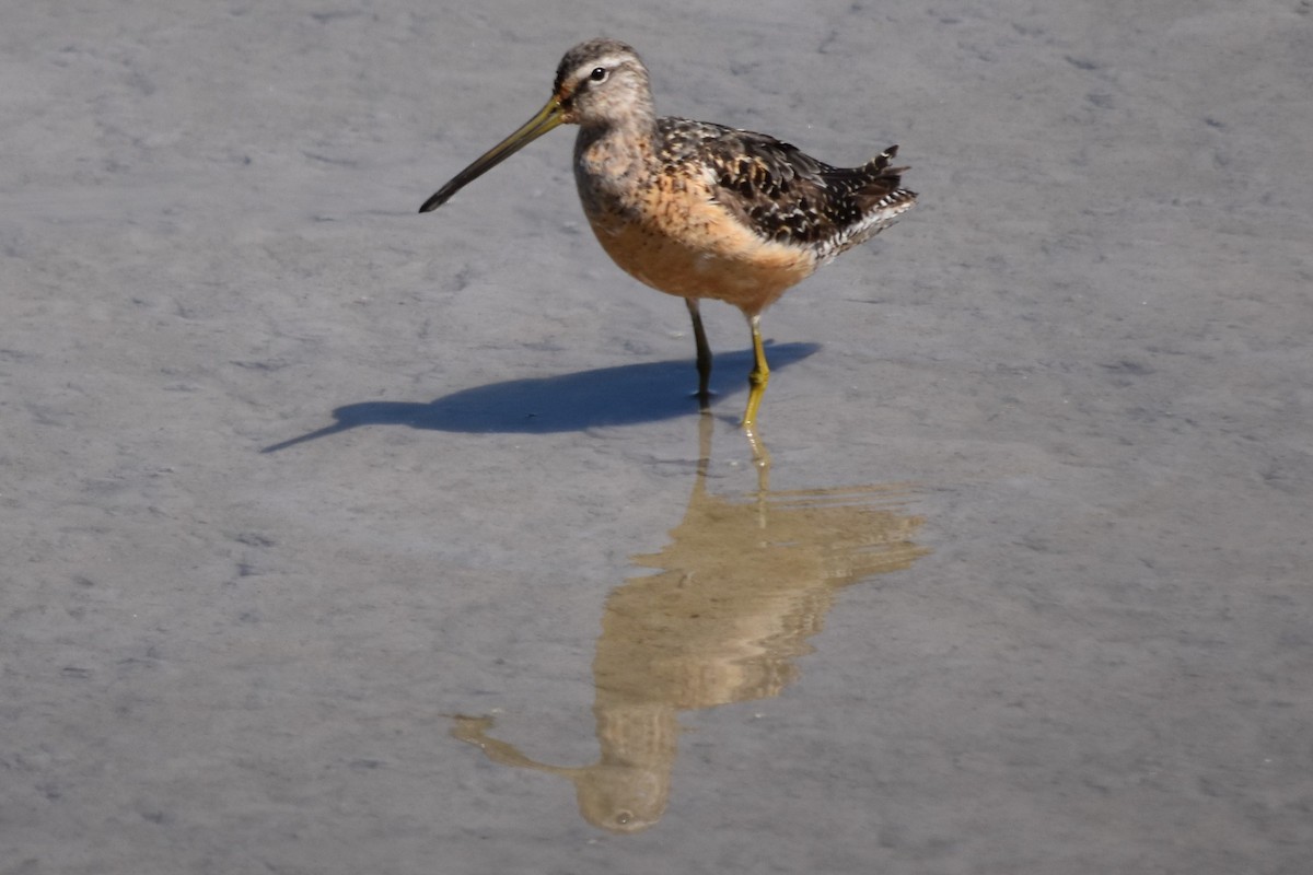 Long-billed Dowitcher - ML265841541