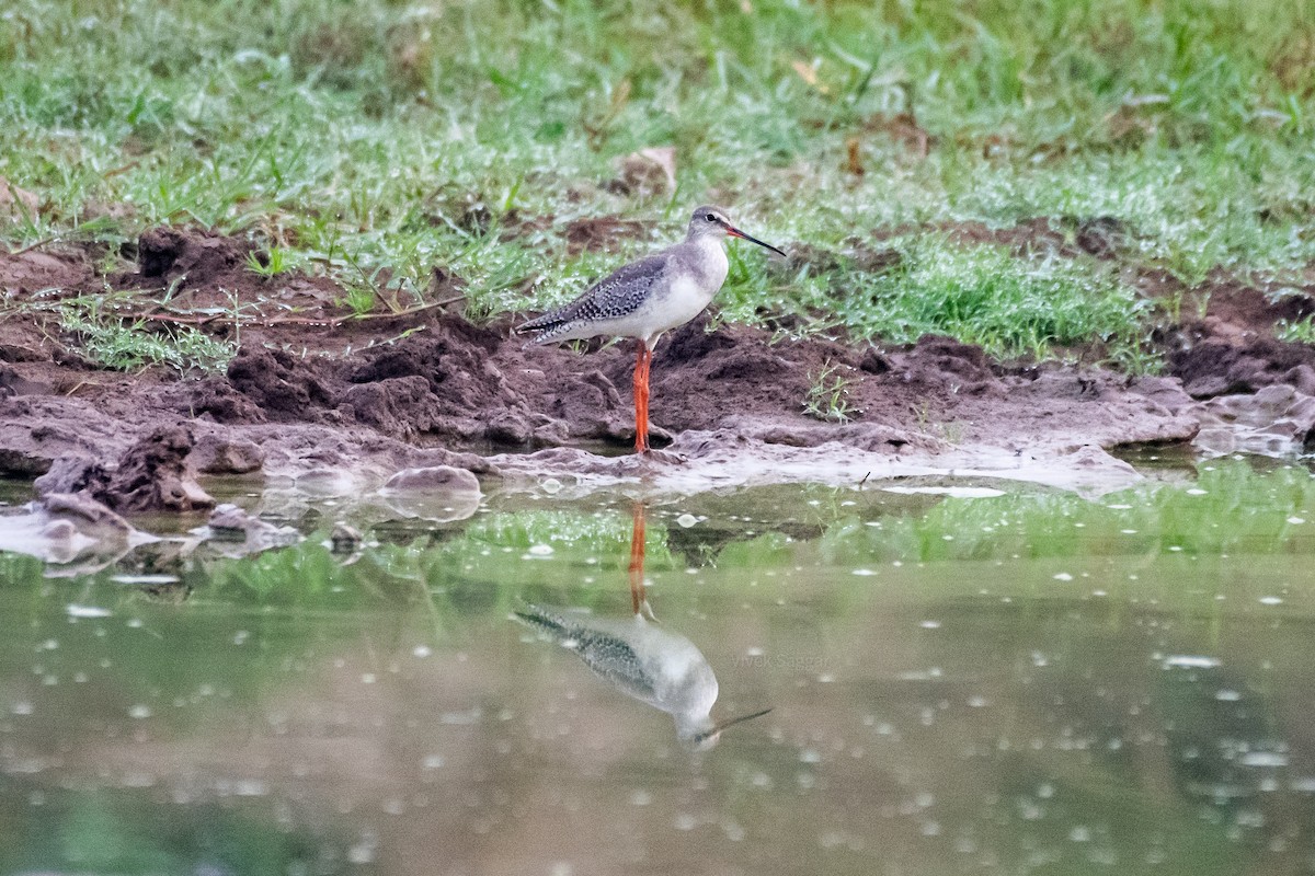 Spotted Redshank - ML265848191
