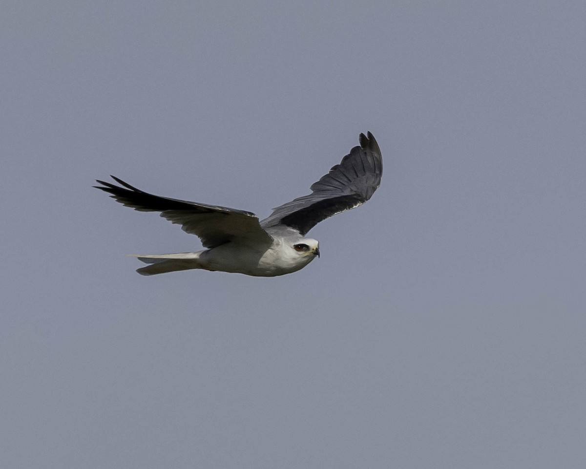 White-tailed Kite - ML26584821