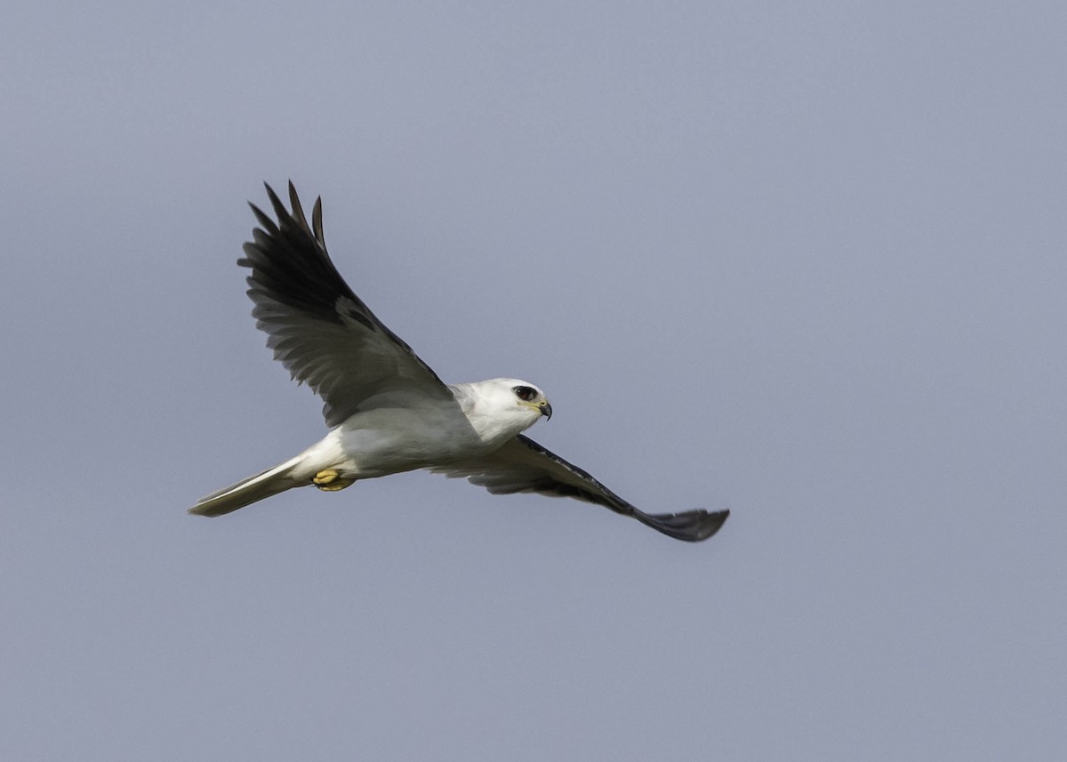 White-tailed Kite - ML26584831
