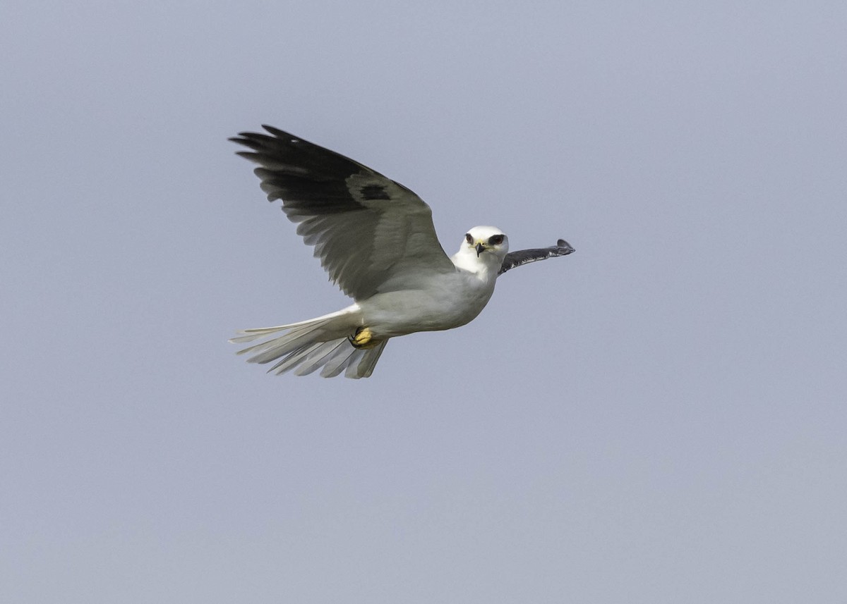 White-tailed Kite - ML26584841