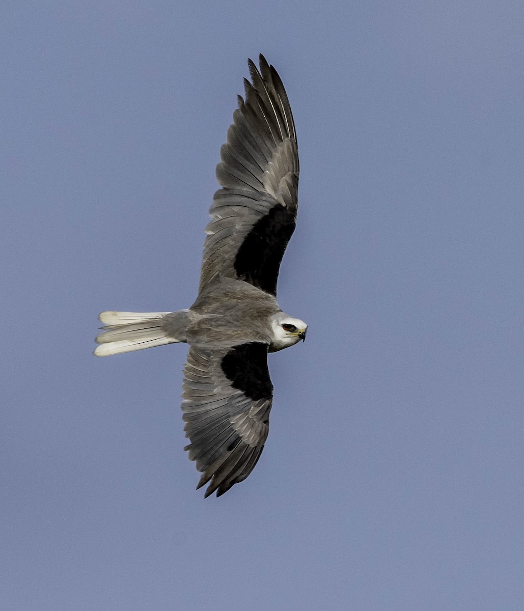 White-tailed Kite - David Hall