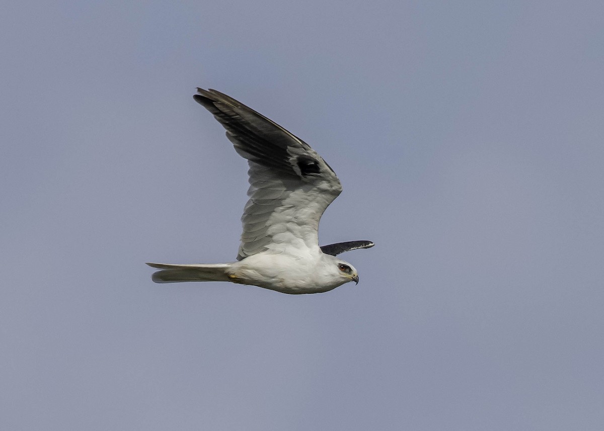 White-tailed Kite - ML26584861