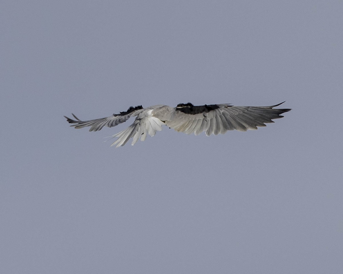White-tailed Kite - ML26584921