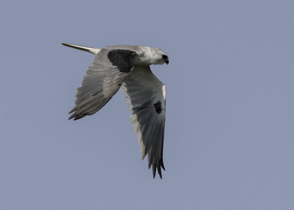 White-tailed Kite - ML26584951