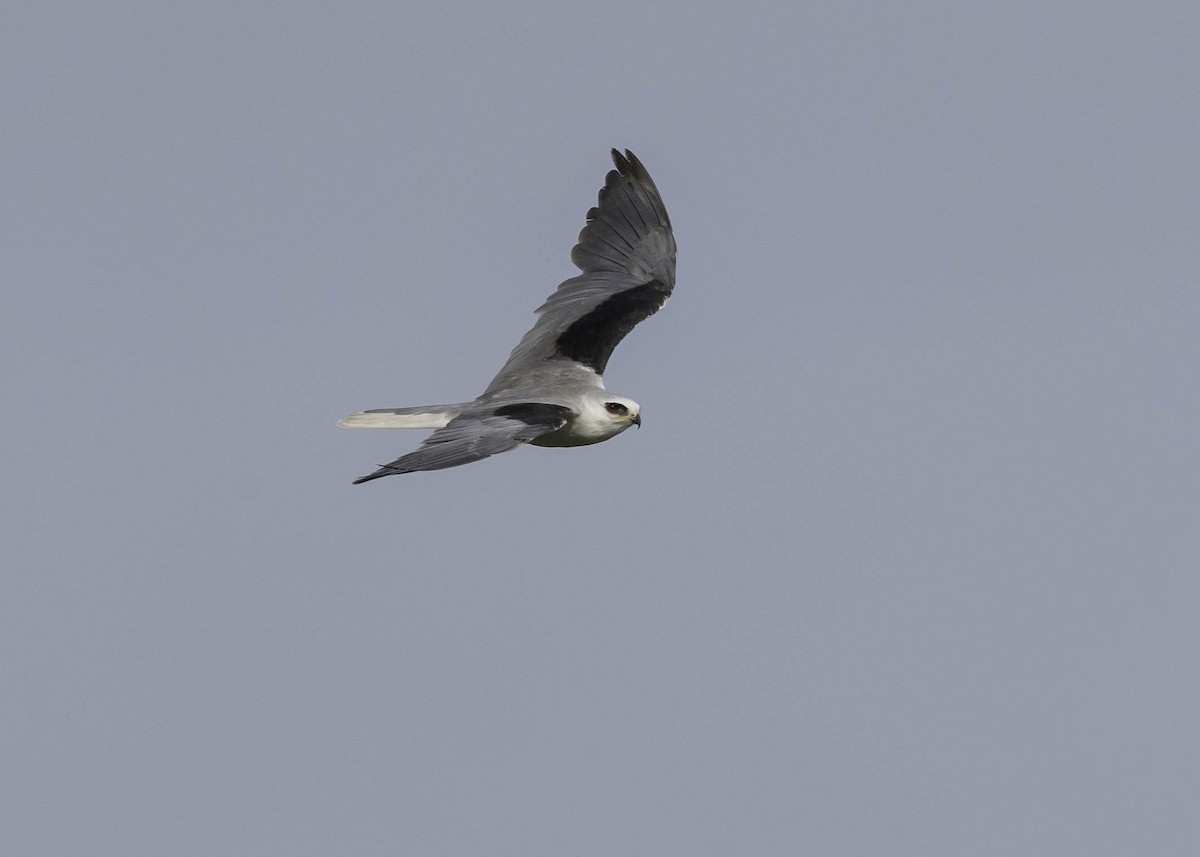 White-tailed Kite - ML26584961