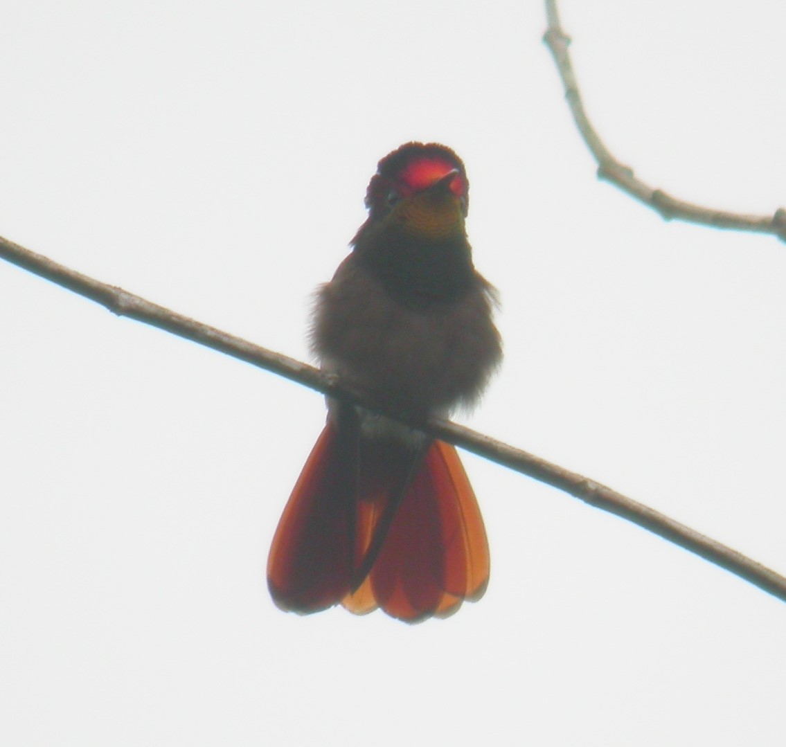 Ruby-topaz Hummingbird - Jurgen Beckers