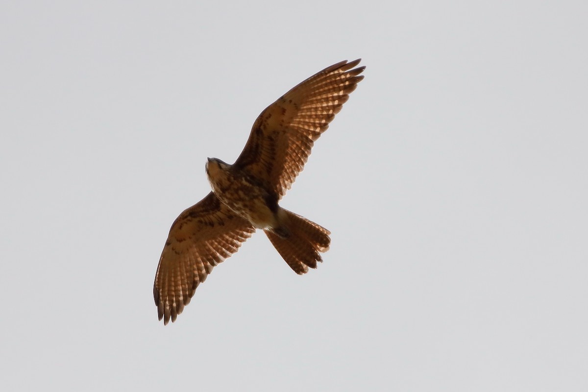 Brown Falcon - BirdLife Murray Goulburn