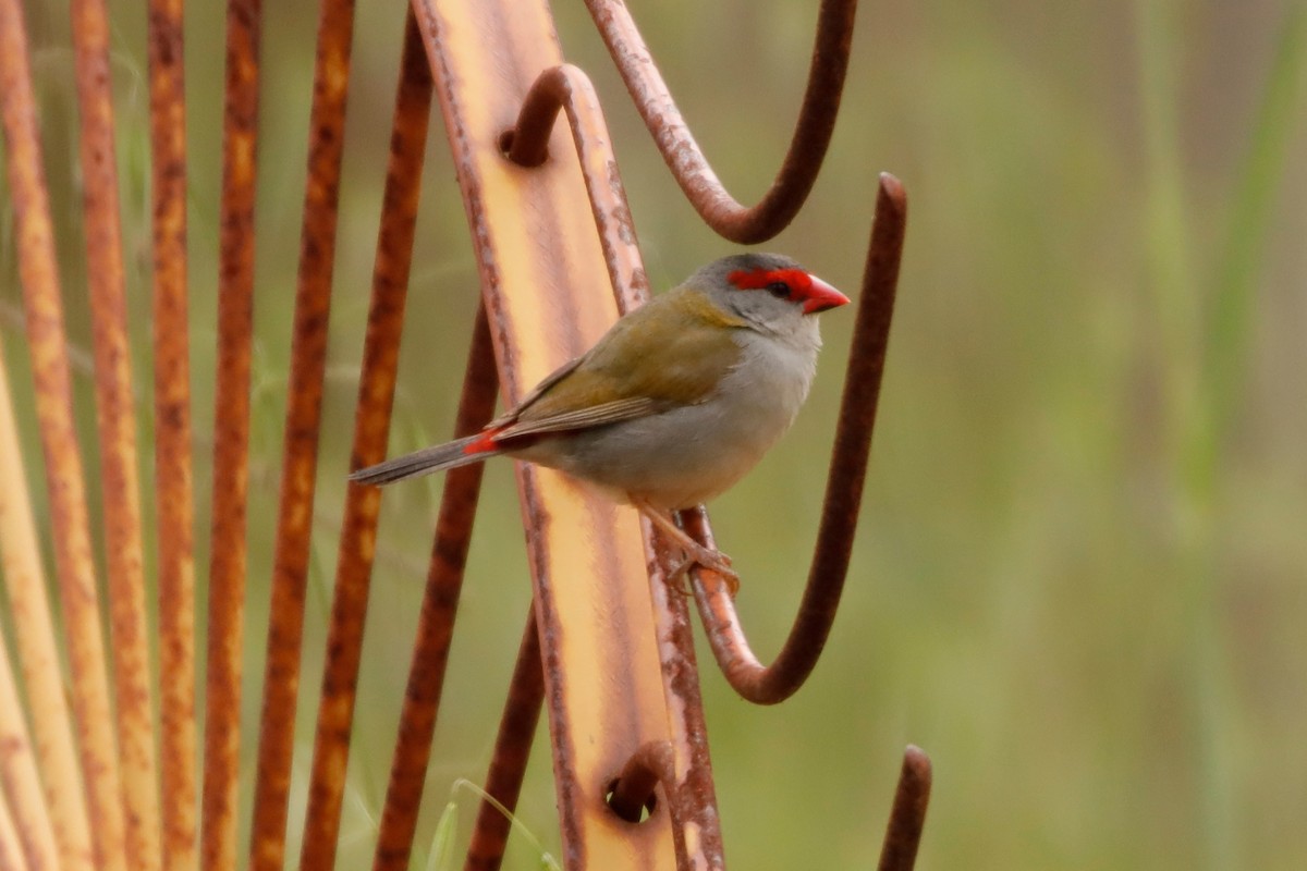 Red-browed Firetail - ML265851631