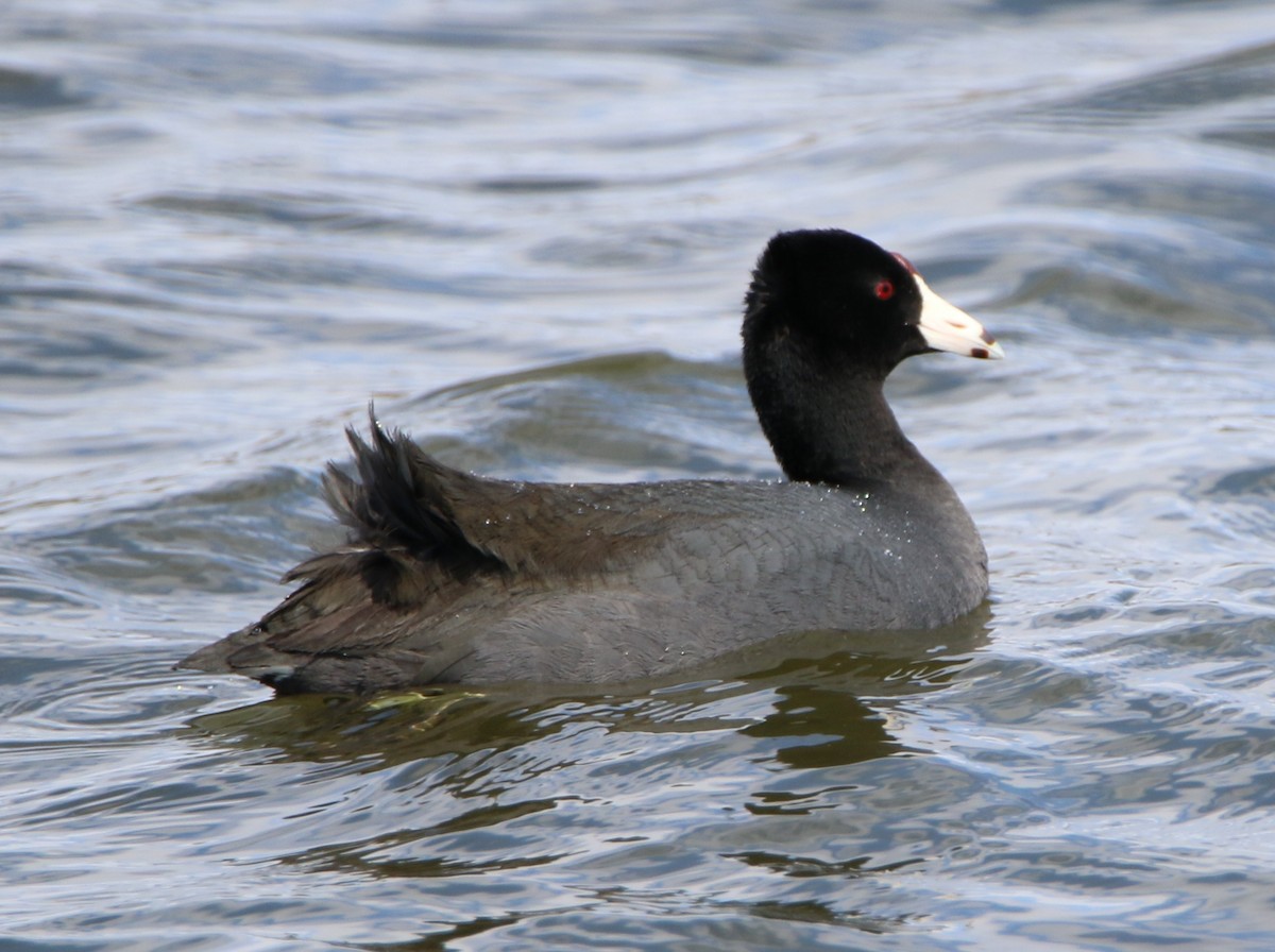 American Coot (Red-shielded) - Kevin Tupman