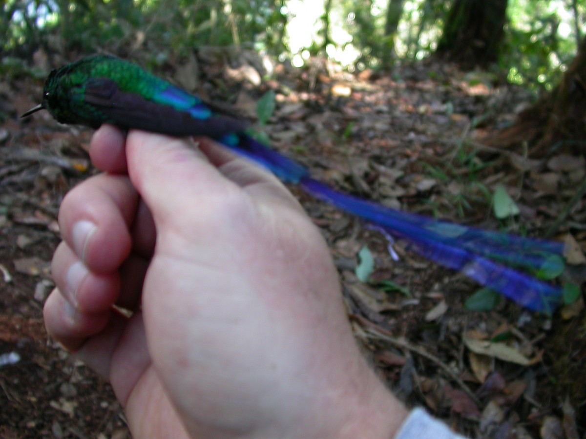 Violet-tailed Sylph - ML265856871